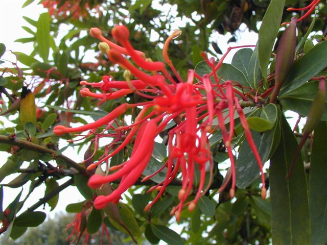 Native Chilean plants