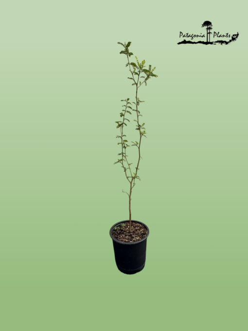 Sophora Cassioides